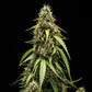 Corkscrew Auto - Cannaseuse - Curated Genetics - Tyson 2.0 x RQS