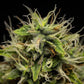 Corkscrew Auto - Cannaseuse - Curated Genetics - Tyson 2.0 x RQS