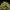 Corkscrew Auto - Cannaseuse - Curated Genetics - Tyson 2.0 x RQS