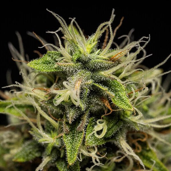 Corkscrew Auto - Cannaseuse - Curated Genetics - Tyson 2.0 x RQS