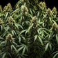 Corkscrew Auto - Cannaseuse - Curated Genetics - Tyson 2.0 x RQS