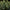 Corkscrew Auto - Cannaseuse - Curated Genetics - Tyson 2.0 x RQS