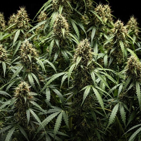 Corkscrew Auto - Cannaseuse - Curated Genetics - Tyson 2.0 x RQS