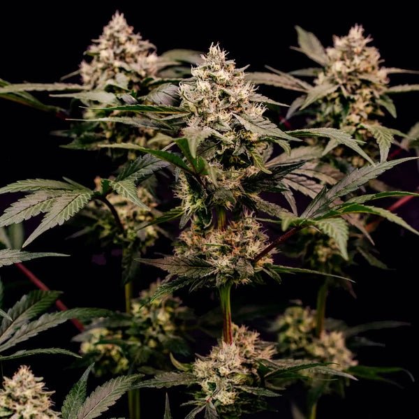Cosmic Cheddar F1 - Cannaseuse - Curated Genetics - Royal Queen Seeds