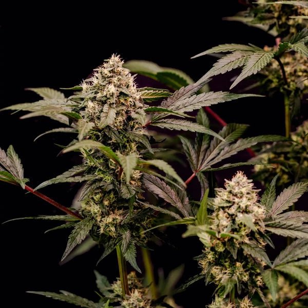 Cosmic Cheddar F1 - Cannaseuse - Curated Genetics - Royal Queen Seeds