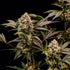 Cosmic Cheddar F1 - Cannaseuse - Curated Genetics - Royal Queen Seeds