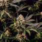 Cosmic Cheddar F1 - Cannaseuse - Curated Genetics - Royal Queen Seeds