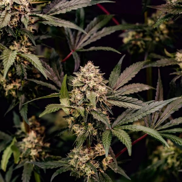 Cosmic Cheddar F1 - Cannaseuse - Curated Genetics - Royal Queen Seeds