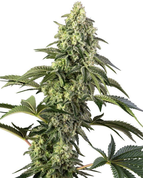 Cosmic Kiss - Cannaseuse - Curated Genetics - Sensi Seeds