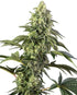 Sensi Seeds-Cosmic Kiss