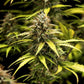 Cosmos F1 - Cannaseuse - Curated Genetics - Royal Queen Seeds