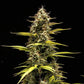 Cosmos F1 - Cannaseuse - Curated Genetics - Royal Queen Seeds
