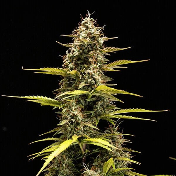 Cosmos F1 - Cannaseuse - Curated Genetics - Royal Queen Seeds