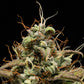 Cosmos F1 - Cannaseuse - Curated Genetics - Royal Queen Seeds