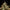 Cosmos F1 - Cannaseuse - Curated Genetics - Royal Queen Seeds