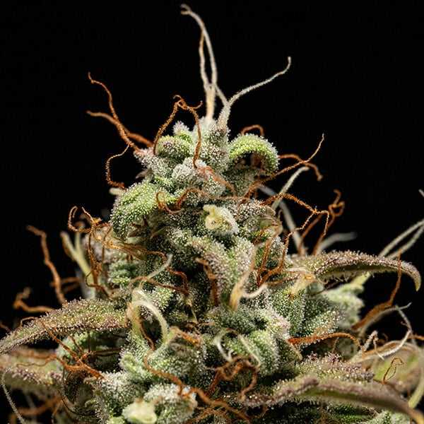Cosmos F1 - Cannaseuse - Curated Genetics - Royal Queen Seeds