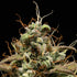 Cosmos F1 - Cannaseuse - Curated Genetics - Royal Queen Seeds