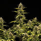 Cosmos F1 - Cannaseuse - Curated Genetics - Royal Queen Seeds