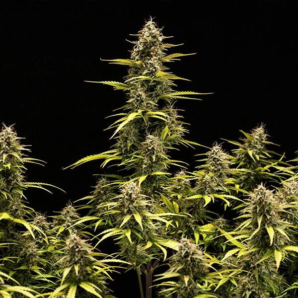 Cosmos F1 - Cannaseuse - Curated Genetics - Royal Queen Seeds