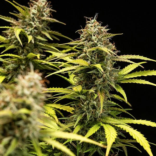 Cosmos F1 - Cannaseuse - Curated Genetics - Royal Queen Seeds