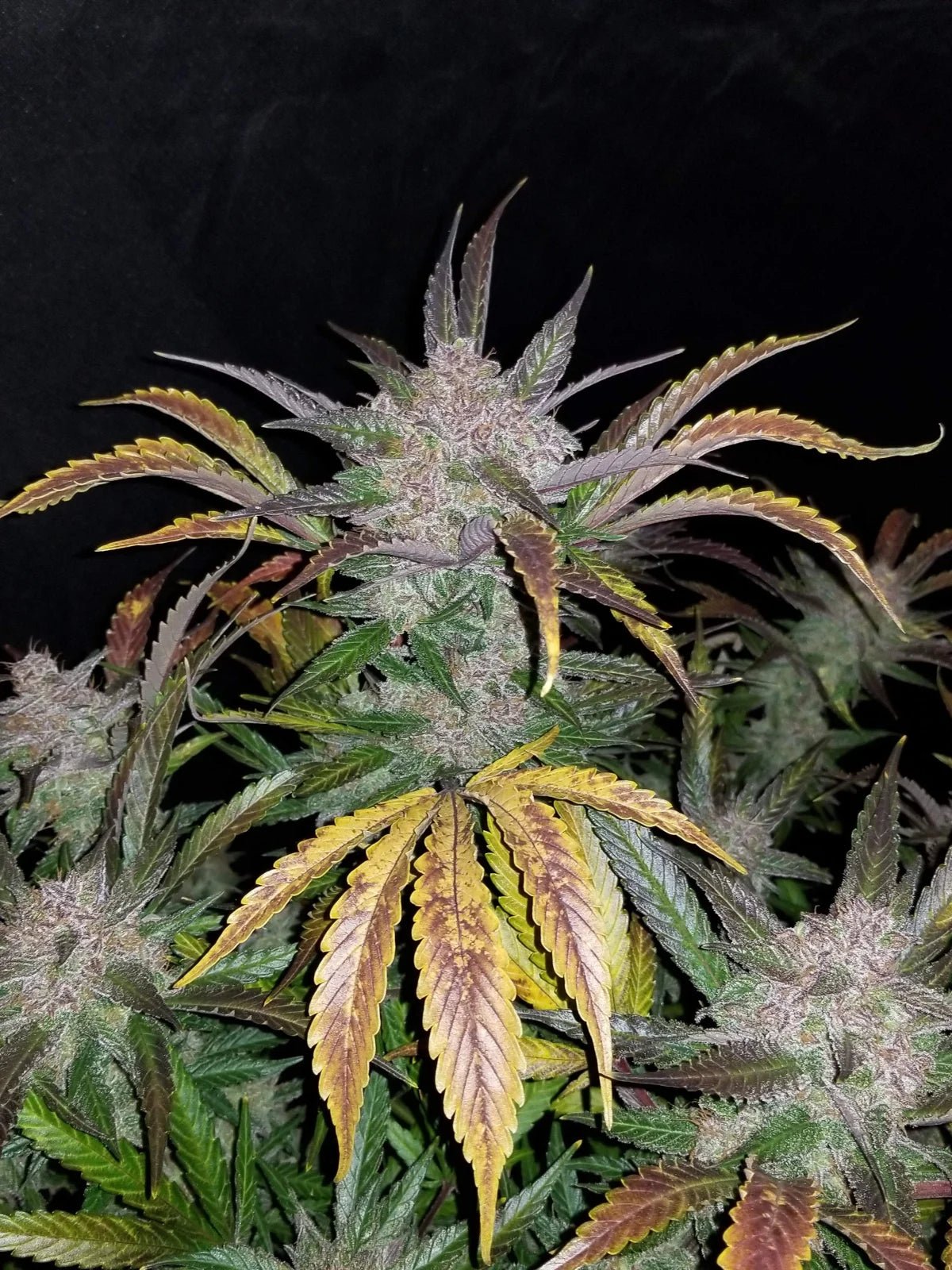Cream Cookies Auto - Cannaseuse - Curated Genetics - 42 Fast Buds