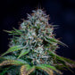 Creme de la Chem