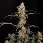 Critical Auto - Cannaseuse - Curated Genetics - 42 Fast Buds