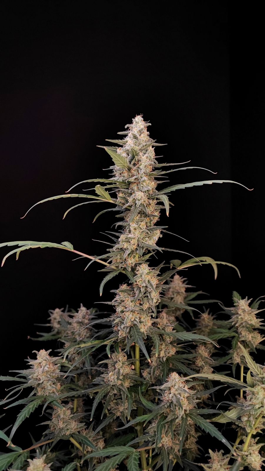 Critical Auto - Cannaseuse - Curated Genetics - 42 Fast Buds