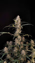 Critical Auto - Cannaseuse - Curated Genetics - 42 Fast Buds