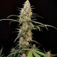 Critical Auto - Cannaseuse - Curated Genetics - 42 Fast Buds