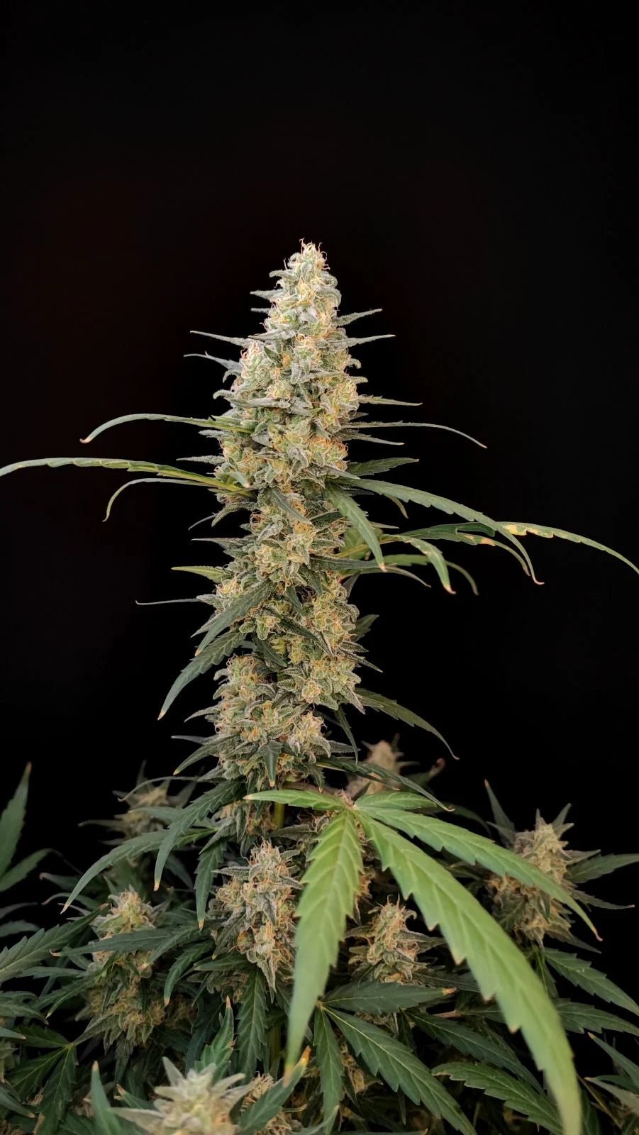 Critical Auto - Cannaseuse - Curated Genetics - 42 Fast Buds