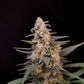 Critical Auto - Cannaseuse - Curated Genetics - 42 Fast Buds