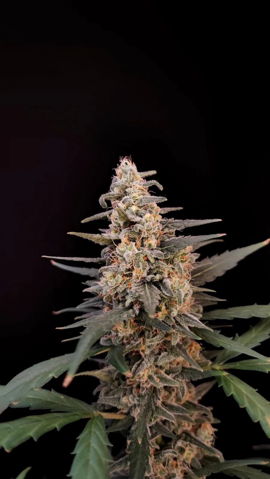 Critical Auto - Cannaseuse - Curated Genetics - 42 Fast Buds