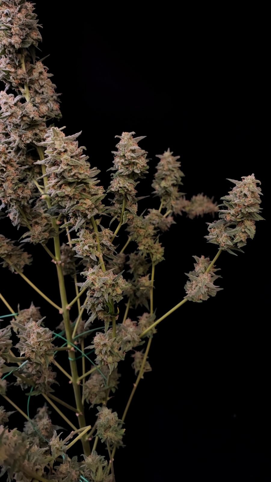 Critical Auto - Cannaseuse - Curated Genetics - 42 Fast Buds