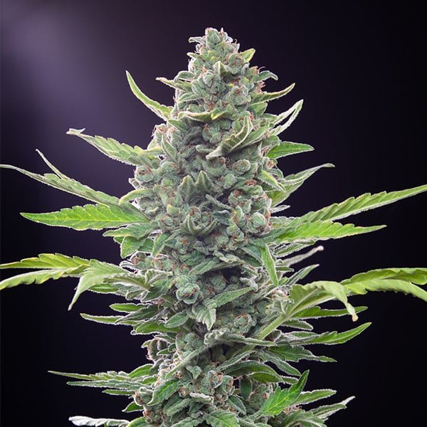Royal Critical Auto - Cannaseuse - Curated Genetics - Royal Queen Seeds