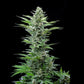 Royal Critical Auto - Cannaseuse - Curated Genetics - Royal Queen Seeds