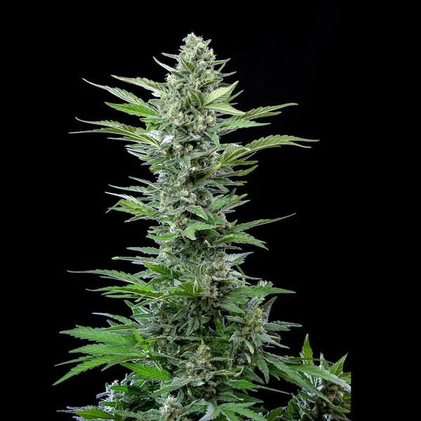 Royal Critical Auto - Cannaseuse - Curated Genetics - Royal Queen Seeds