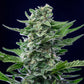 Royal Critical Auto - Cannaseuse - Curated Genetics - Royal Queen Seeds