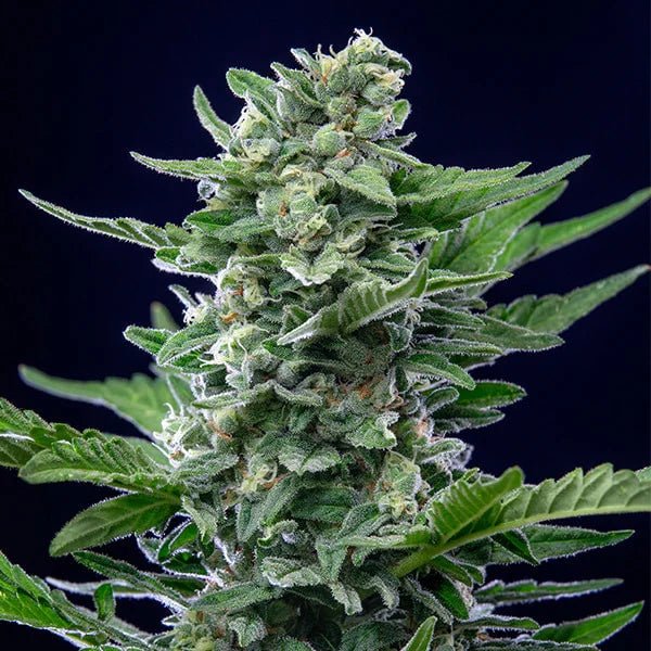 Royal Critical Auto - Cannaseuse - Curated Genetics - Royal Queen Seeds