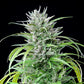 Critical Kush - Cannaseuse - Curated Genetics - Royal Queen Seeds