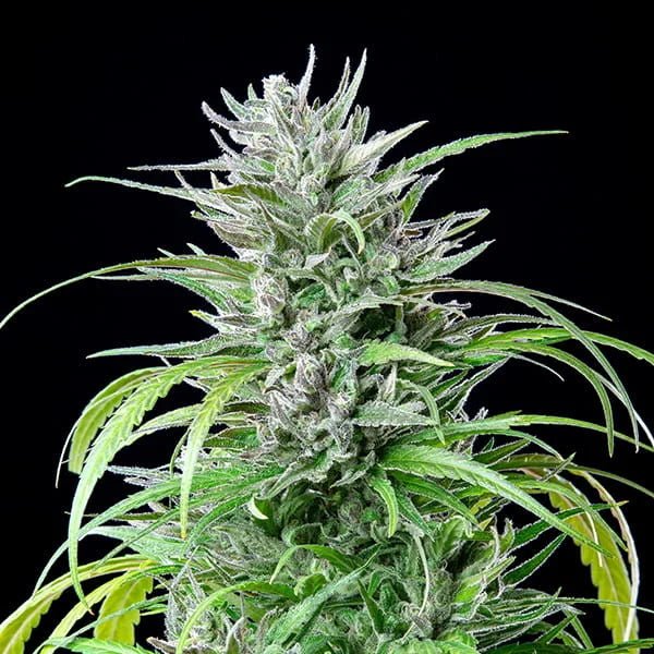 Critical Kush - Cannaseuse - Curated Genetics - Royal Queen Seeds