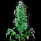 Critical Kush - Cannaseuse - Curated Genetics - Royal Queen Seeds