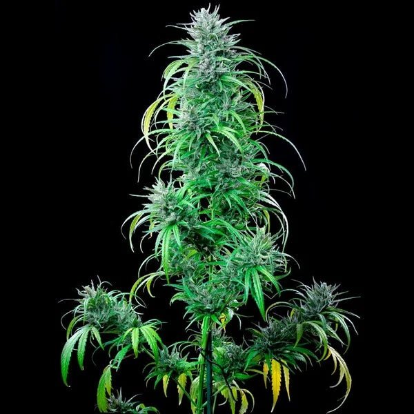 Critical Kush - Cannaseuse - Curated Genetics - Royal Queen Seeds