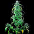 Critical Kush - Cannaseuse - Curated Genetics - Royal Queen Seeds