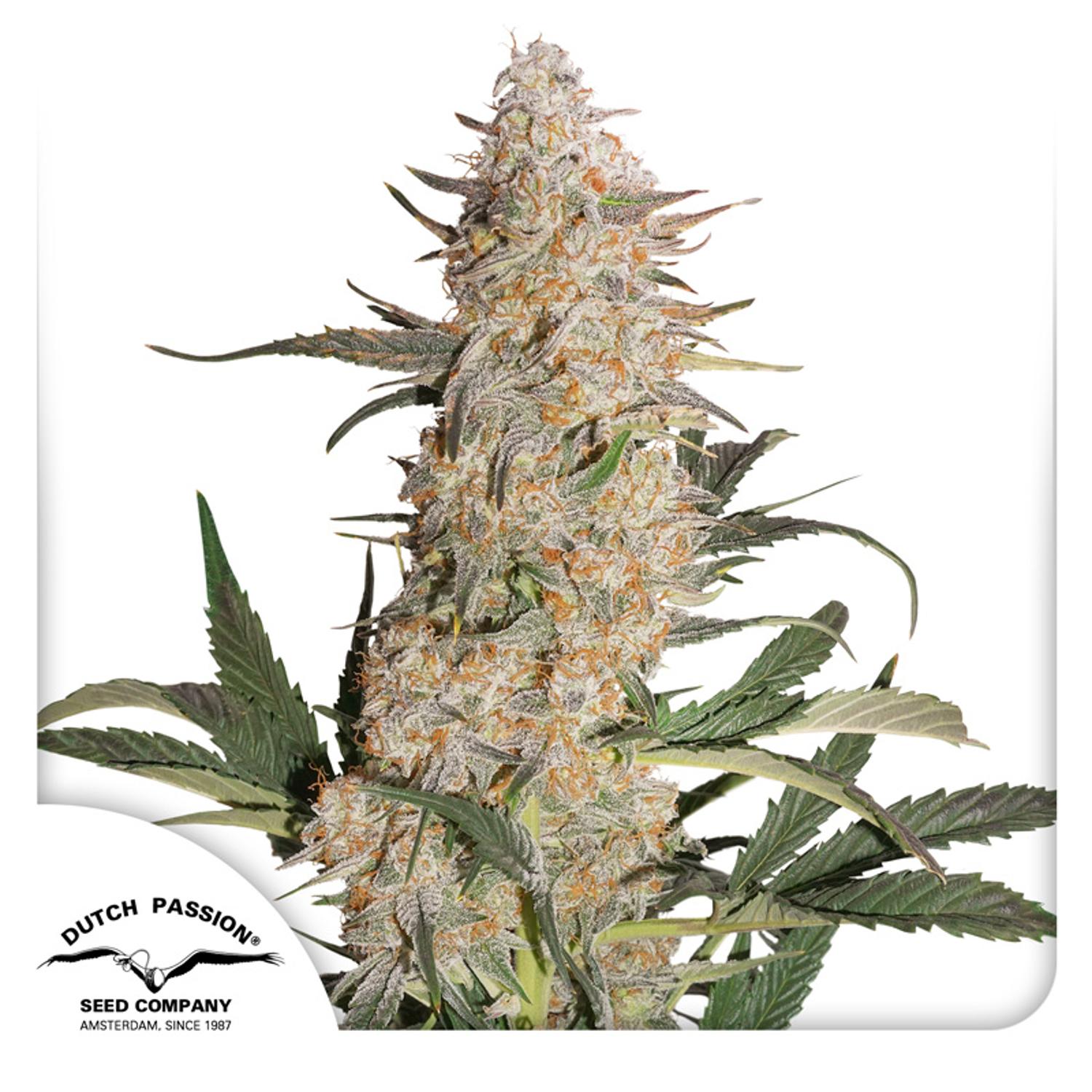 Dutch Passion-Critical Orange Punch