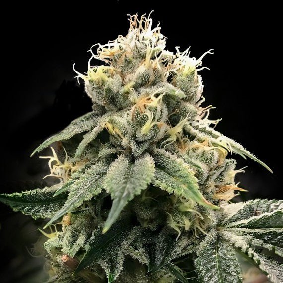 DNA Genetics-C.T.S aka Chocolate Truffle Shuffle