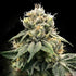 DNA Genetics-C.T.S aka Chocolate Truffle Shuffle