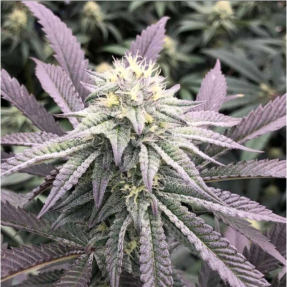 Always Be Flowering (ABF)-Diamond Runtz