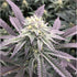 Always Be Flowering (ABF)-Diamond Runtz