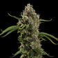 Diesel Auto - Cannaseuse - Curated Genetics - Royal Queen Seeds